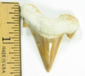 Moroccan Fossil Shark Teeth